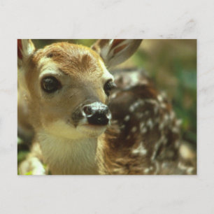 Fawn Postcard Postkarte