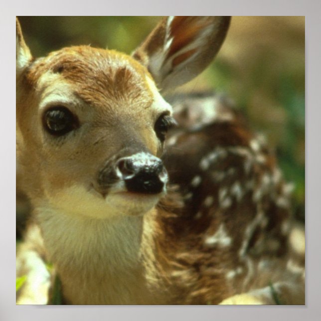 Fawn Poster (Vorne)