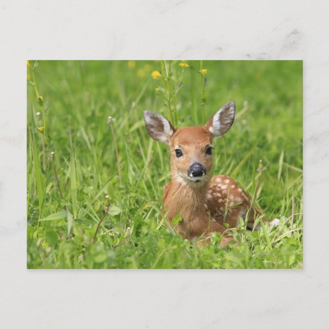 Fawn Postkarte (Vorderseite)