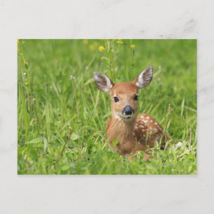 Fawn Postkarte