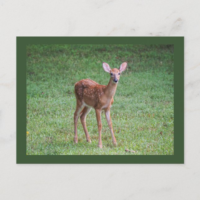 Fawn Postkarte (Vorderseite)