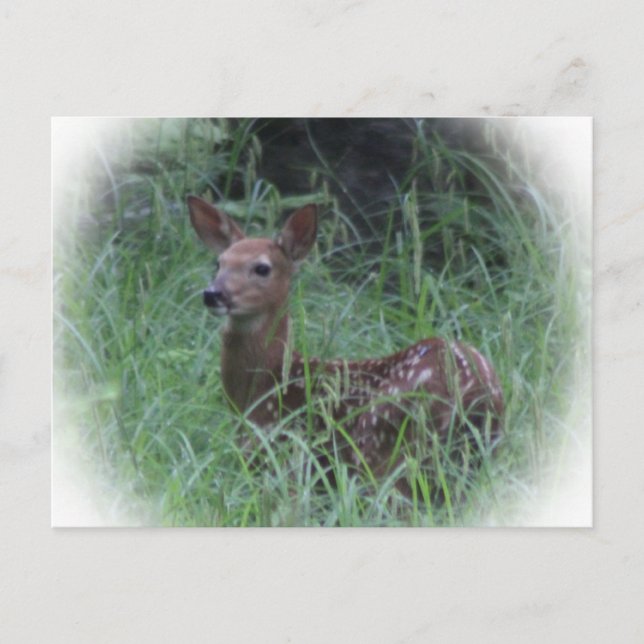 Fawn Postkarte (Vorderseite)