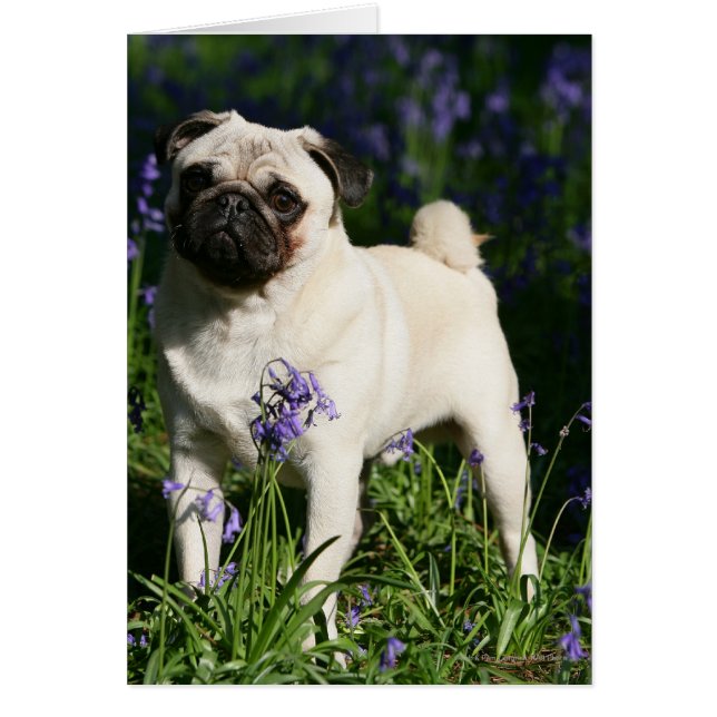 Fawn Pug Standing in the Bluebells (Vorne)