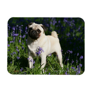 Fawn Pug Standing in the Bluebells Magnet