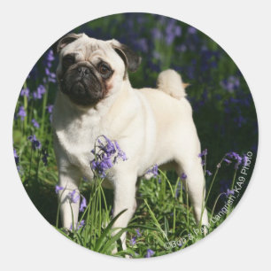 Fawn Pug Standing in the Bluebells Runder Aufkleber
