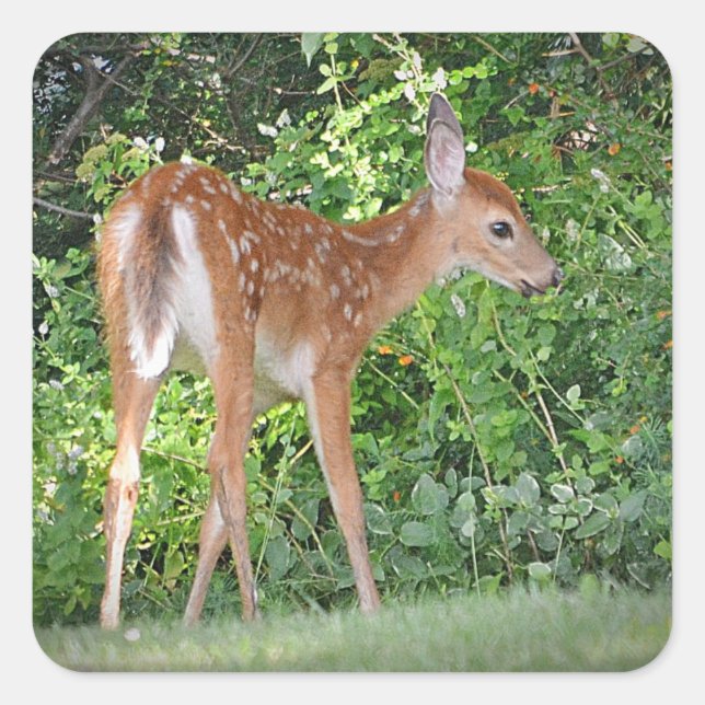 Fawn Sticker (Vorderseite)