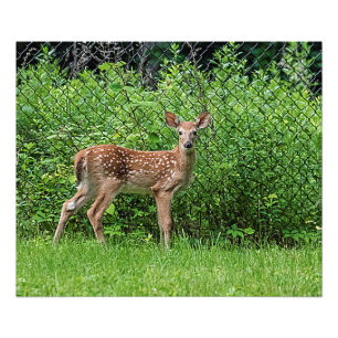 Fawn vor einem Zaun Fotodruck