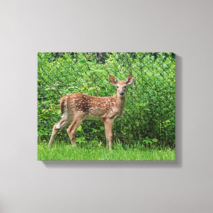 Fawn vor einem Zaun Leinwanddruck