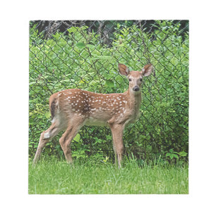 Fawn vor einem Zaun Notizblock