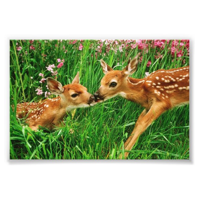 Fawns Foto Print (Vorne)