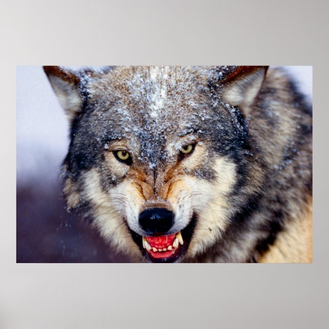 Fearsome Wolf Poster (Vorne)
