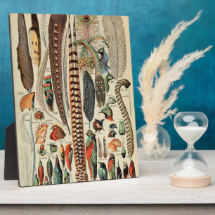 Feather Bird Wildlife Antique Feathers Fotoplatte