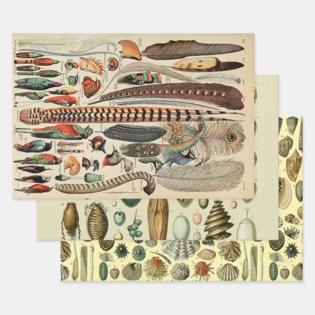 Feather Bird Wildlife Antique Feathers Geschenkpapier Set (Set)