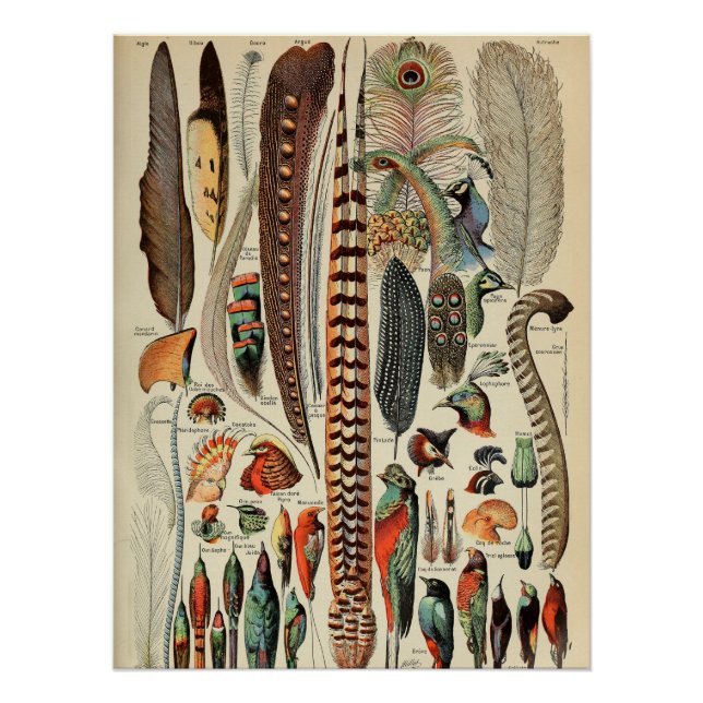 Feather Bird Wildlife Antique Feathers Poster (Vorderseite)