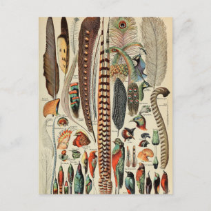 Feather Bird Wildlife Antique Feathers Postkarte