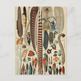 Feather Bird Wildlife Antique Feathers Postkarte