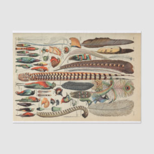 Feather Bird Wildlife Antique Feathers Seidenpapier