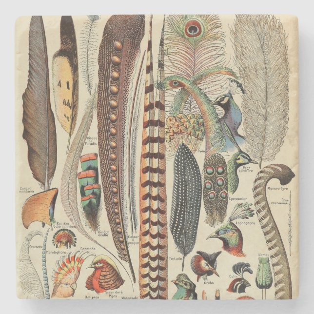 Feather Bird Wildlife Antique Feathers Steinuntersetzer (Vorderseite)
