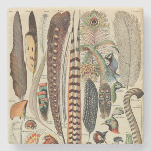 Feather Bird Wildlife Antique Feathers Steinuntersetzer