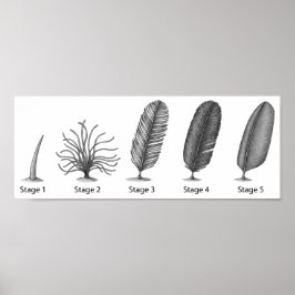 Feather Evolution Print Poster