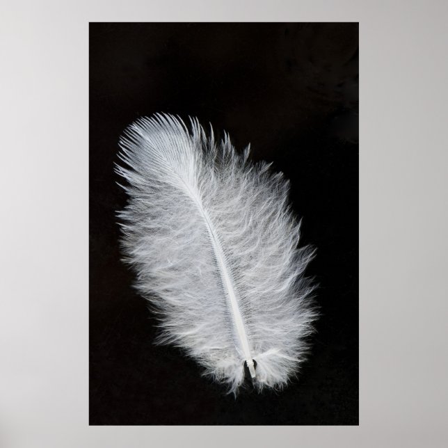 Feather Poster (Vorne)