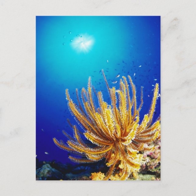 Feather star postkarte (Vorderseite)