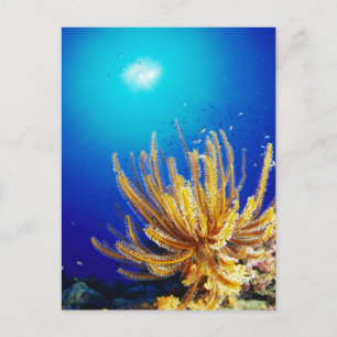 Feather star postkarte