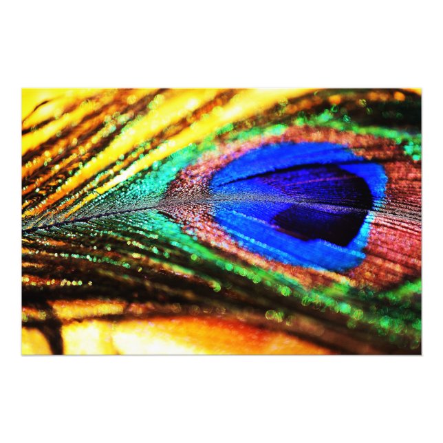 Feather von Shirley Taylor Fotodruck (Vorne)