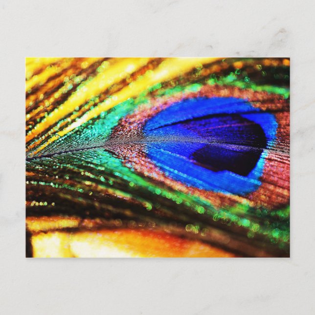 Feather von Shirley Taylor Postkarte (Vorderseite)