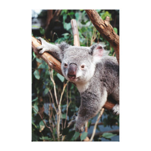 Featherdale Tier-Park, Koala-Bären Leinwanddruck