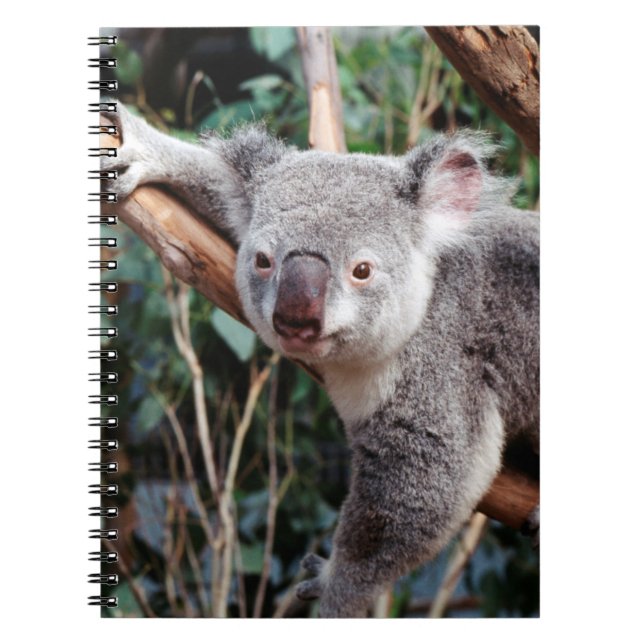 Featherdale Wildlife Park, Koala Bears Notizblock (Vorderseite)