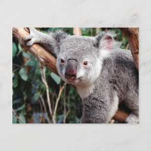 Featherdale Wildlife Park, Koala Bears Postkarte