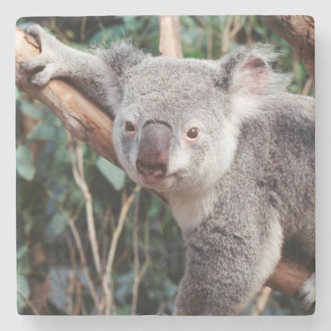 Featherdale Wildlife Park, Koala Bears Steinuntersetzer (Vorderseite)