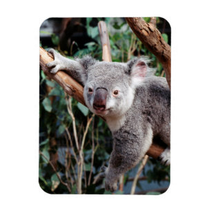 Featherdale Wildlife Park, Koalas Magnet