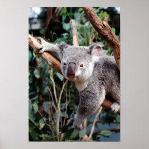 Featherdale Wildlife Park, Koalas Poster