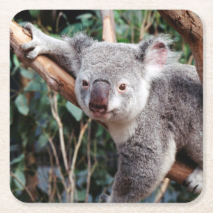 Featherdale Wildlife Park, Koalas Rechteckiger Pappuntersetzer