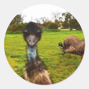 "Feathered Interruption: The Great Emu Photobomb" Runder Aufkleber
