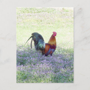 Feathered Pride Postcard Postkarte