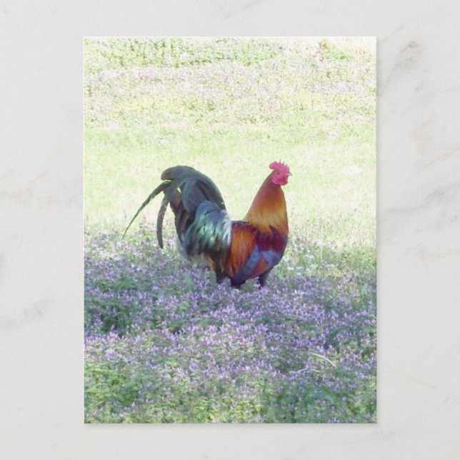 Feathered Pride Postcard Postkarte (Vorderseite)