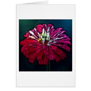 Feathered Zinnia