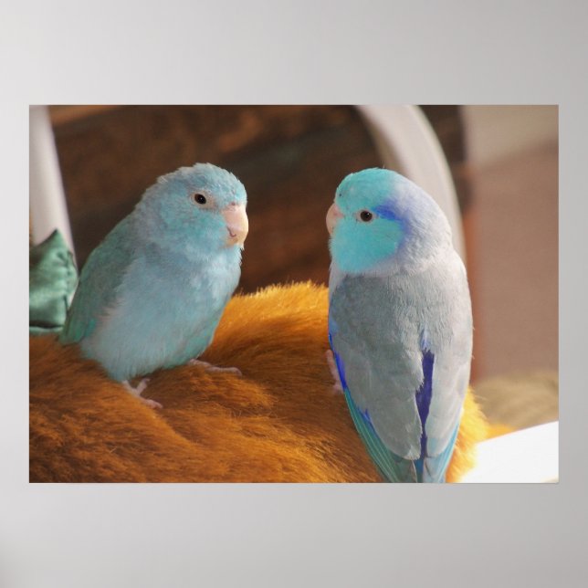 Featherfriends Blue Pacific Parrotlets Bird Art Poster (Vorne)
