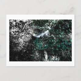 Feathers in the Woods by Jeffrey H. Thornton: Postkarte