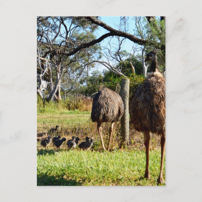 "Feathers of stolz: Emu Eltern mit ihren Chicks" Postkarte (Vorderseite)