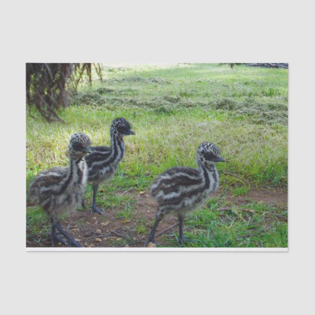 "Feathers of the Future: Three Baby Emu Chicks" Seidenpapier (Vorderseite)
