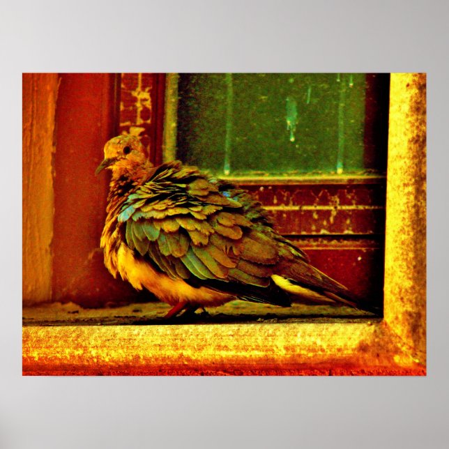 Feathery Dove Poster (Vorne)