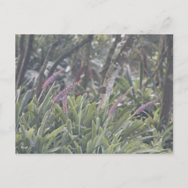 Feathery Purple Flowers Postkarte (Vorderseite)