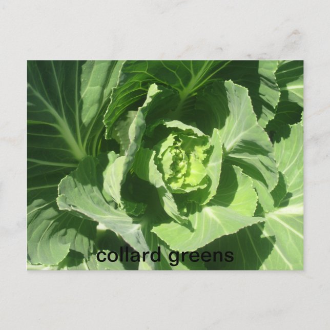 feb 28 193, Collard-Grüntöne Postkarte (Vorderseite)