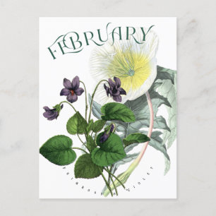 Februar Blume Primrose und Violet Extravagant Postkarte