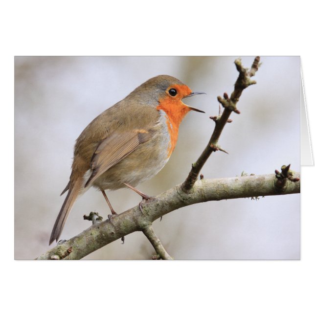 Februar Robin (Vorderseite (Horizontal))