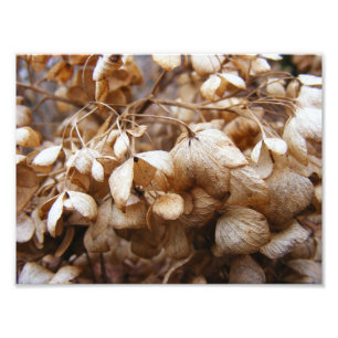 Februars Hydrangeas Fotodruck